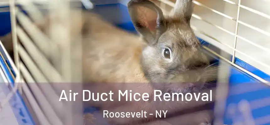  Air Duct Mice Removal Roosevelt - NY